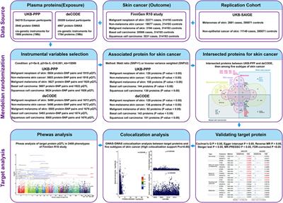 PTGES2 and RNASET2 identified as novel potential biomarkers and therapeutic targets for basal cell carcinoma: insights from proteome-wide mendelian randomization, colocalization, and MR-PheWAS analyses